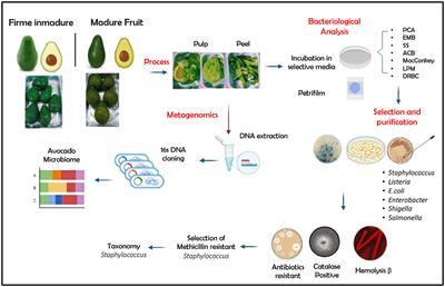 Microbiota and its antibiotic resistance profile in avocado Guatemalan fruits (Persea nubigena var. guatemalensis) sold at retail markets of Ibarra city, northern Ecuador